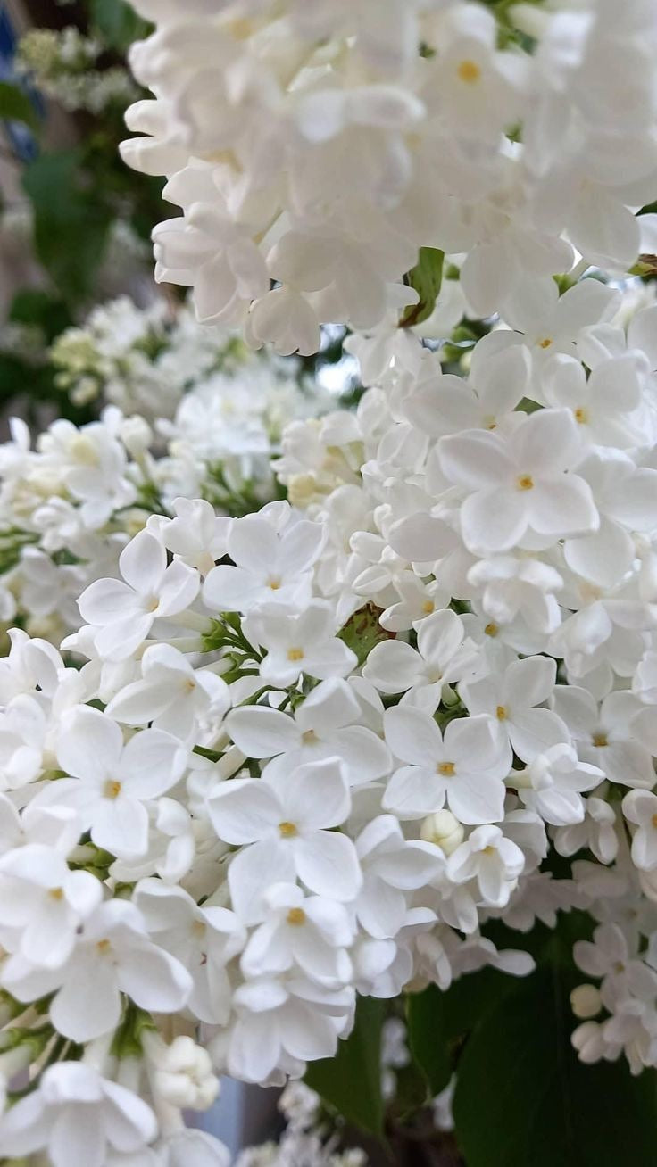 FLORALES